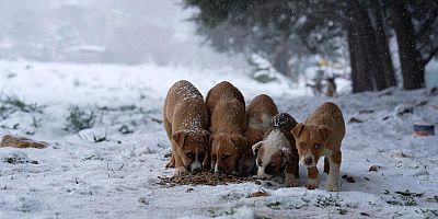 MALTEPE BELEDİYESİ CAN DOSTLARININ YANINDA!