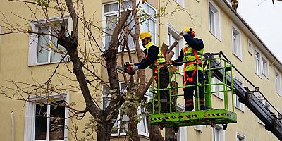 MALTEPE’DE AĞAÇLARIN BUDANMASINA BAŞLANDI