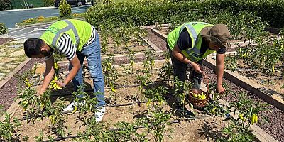 PARKTAN TOPLANAN ÜRÜNLER İHTİYAÇ SAHİBİ AİLELERE DAĞITILDI